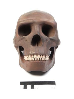 Homo sapiens soloensis (skull replica)