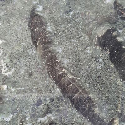 Stromatolith: Mary Ellen Jasper