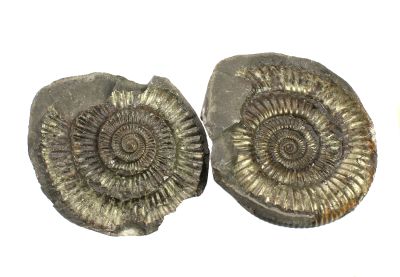 Ammonit: Dactylioceras (ca. 5 - 6 cm)