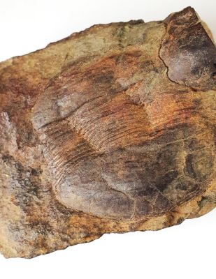 Trilobit: Ectillaenus giganteus