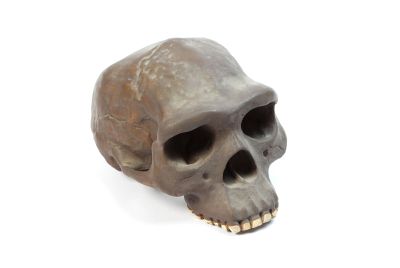 Homo erectus erectus, skull reconstruction (Cast)
