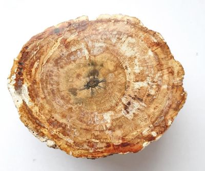 Petrified wood, polished, MDG