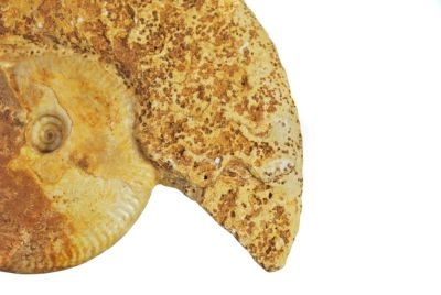 Ammonit: Leioceras plicatum, Jura, FR