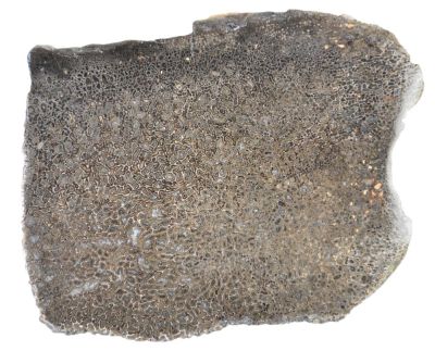 Atlassaurus Knochenfragement (9 cm)
