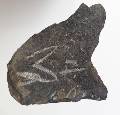 Graptolith: Didymograptus murchisoni (BECK)