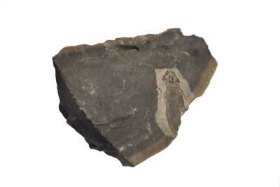 Apateon pedestris (Branchiosaurus), GER