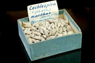Cochlespira (Cythara) marthae