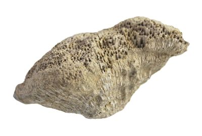 Favosites polymorphus, Devonian; GER