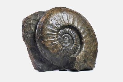 großer Ammonit: Agassiceras, DE