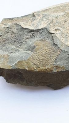Placoderm remains, Devonian, Eifel, GER