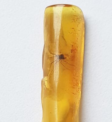 Chironomid mosquito in amber