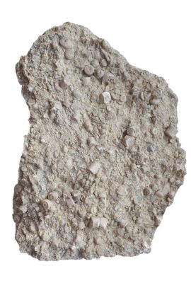 Encrinus, Triassic, GER
