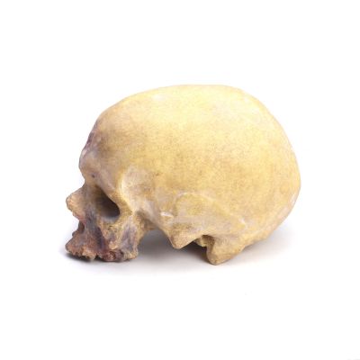Homo sapiens, Cro Magnon I (Schädel männlich)
