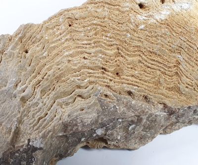 Stromatopora sp., Devon, Eifel