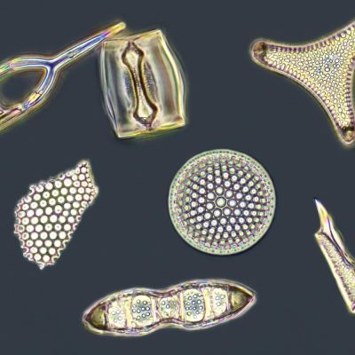 Diatoms - strewn mount, DK