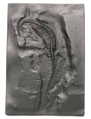 Abguss: Pachypleurosaurus edwadsi
