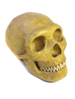 Abguss: Homo neanderthalensis, Schädelrekonstruktion