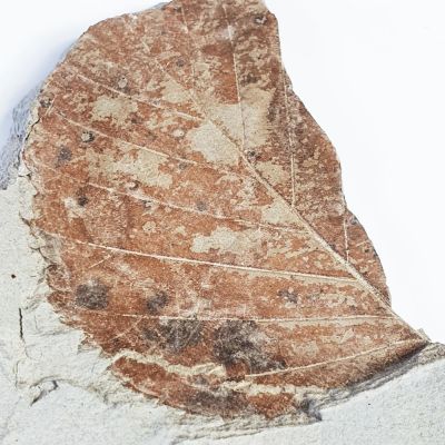 Leaf from Willershausen, GER