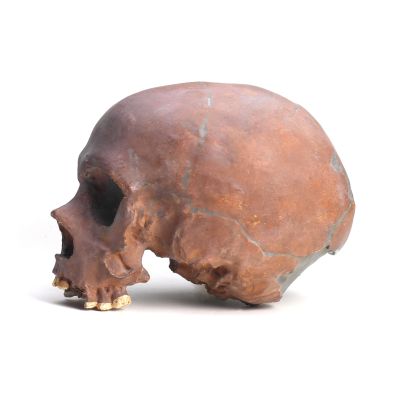 Abguss: Homo neanderthalensis, La Quina 18