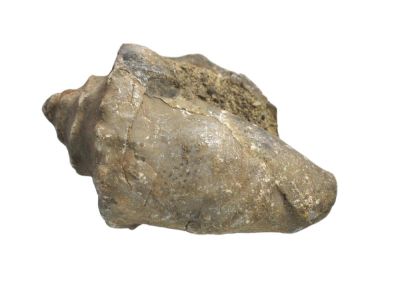 Strombus fortisi, Eozän; IT