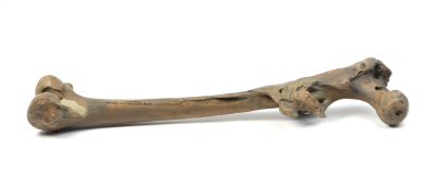 Homo erectus erectus -Trinil I
