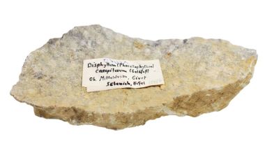 Disphyllum, Devonian, Eifel
