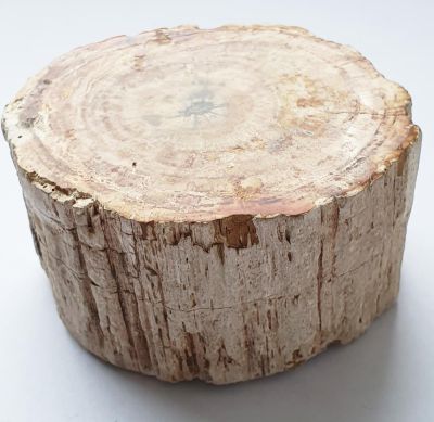 Versteinertes Holz, anpoliert, MDG