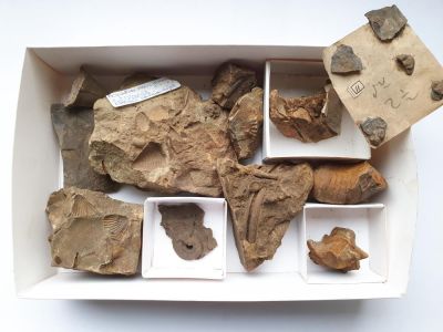 Fossil Surprise Box 04: Devonian, GER