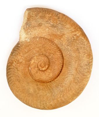 Ammonit: Harpoceras- 16 cm