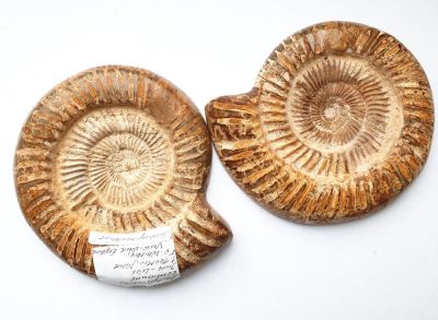 Dactylioceras commune - Paar, Jura, Whitby, GB