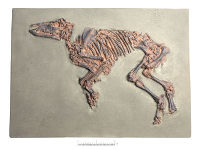 Eurohippus messelensis (früher Propalaeotherium messelense)