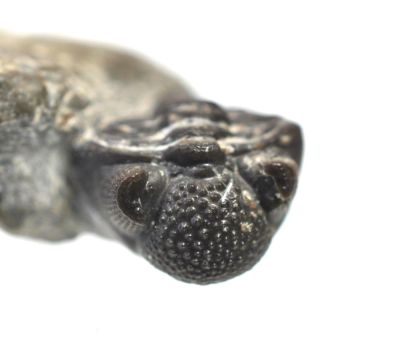 Trilobit: Phacops sp.,Devon; DE
