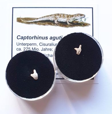 Captorhinus sp., Praemaxille mit Zahn