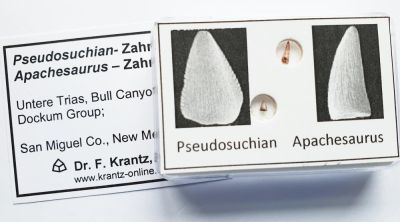 Pseudosuchian and Apachesaurus tooth