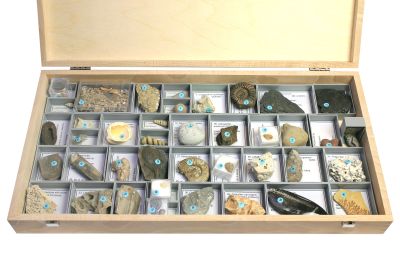 Sammlung: Allgemeine Paläontologie (40 Fossilien)