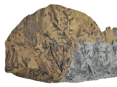Asteroxylon, Middle Devonian, Germany