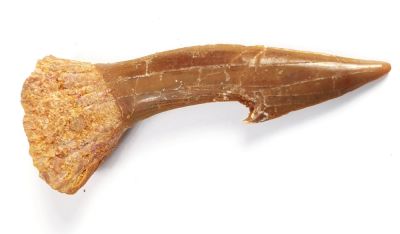 Onchopristis numidus- tooth, Cretaceous