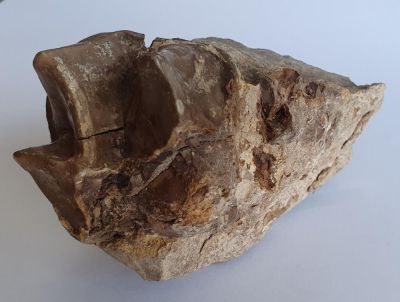 Lophiodon rhinoceroides Kieferstück mit Zahn