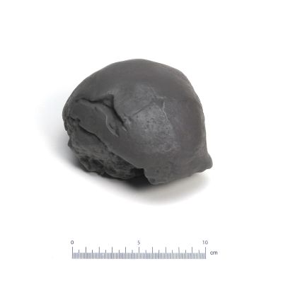 Homo erectus modjokertensis - Cast