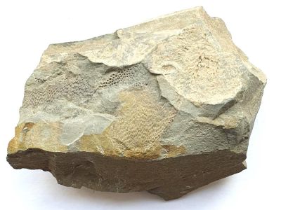 Placoderm remains, Devonian, Eifel, GER