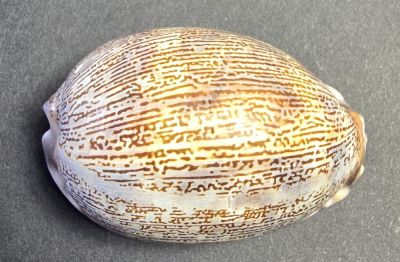 Cowrie snail: Cypraea arabica, PH