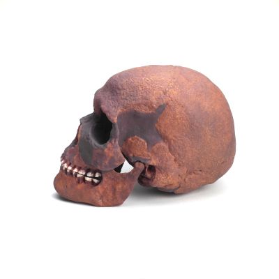 Homo sapiens fossilis, Brünn II (Schädel)