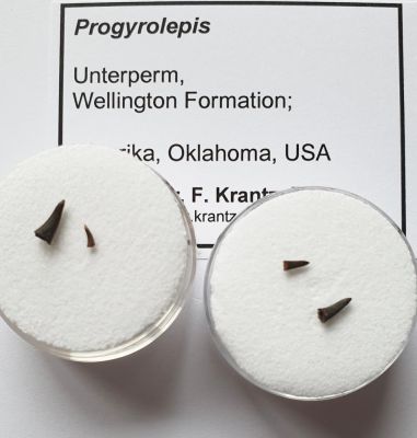 Progyrolepis, two fish teeth