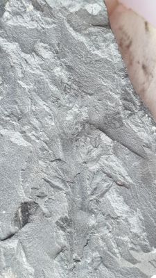 Cordaianthus (inflorescence); Carboniferous; Aachen, GER