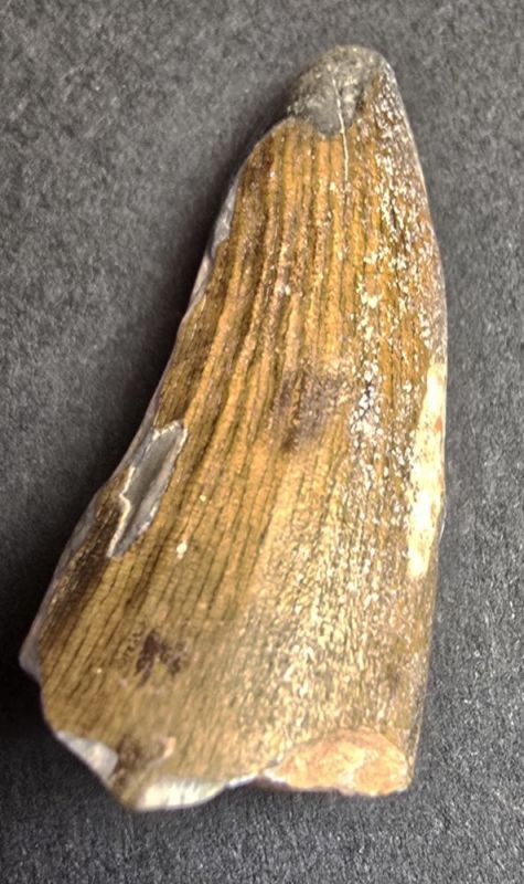 Tooth Suchomimus/ Crustatusaurus, Cretaceous, NI | F791317 | Krantz ...
