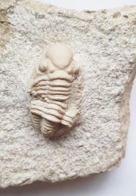 Trilobit: Paladin sp. (Proetidae, Karbon)