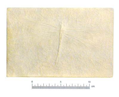 Urogomphus gigantheus (Cast)