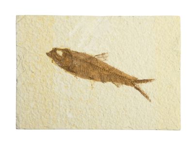 Knightia eocaena - fossil fish - 10-12 cm plate