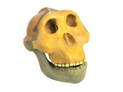Paranthropus boisei - Cast
