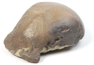 Abguss: Homo erectus, Trinil II